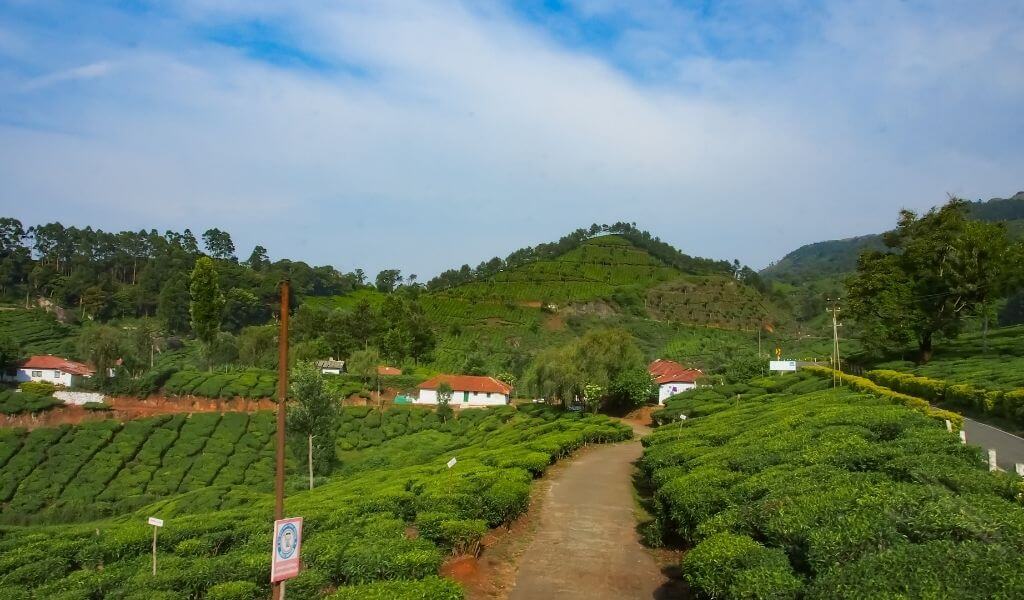 Tea Plantation Tour In Munnar