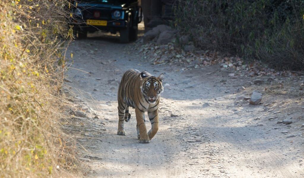 Jim Corbett National Park Tours