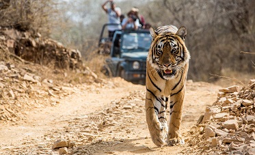 Bandhavgarh National Park