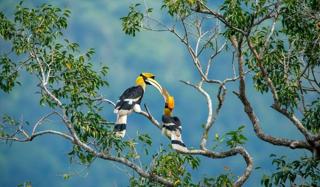 India Nature Tours_Hornbill during birding tour of India