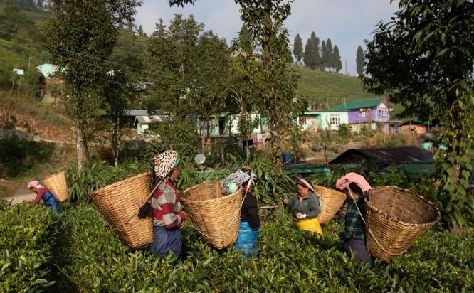 Organic Farming in Sikkim