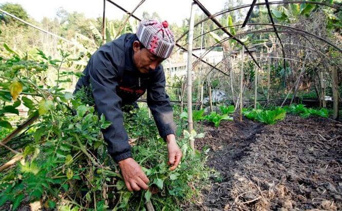 Sikkim Organic Farming