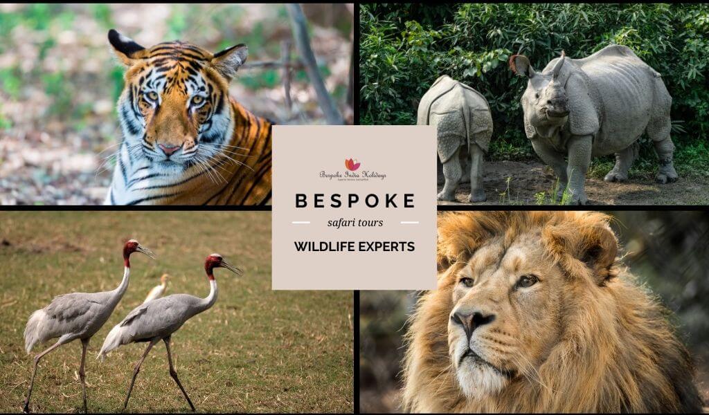 India Wildlife Tours 